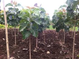 Image result for sagwan image green tree image