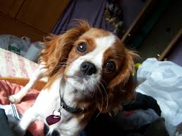 Dog breed