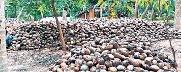 Coconut Price Volatility Threatens India's Agriculture Sector – Markets in Turmoil Amid Supply Chain Crisis
