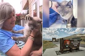 Fearless cat travels 1,000 miles back to owners’ Calif. home after going missing in Yellowstone