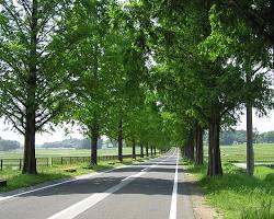 マキノ高原 マキノ町の画像