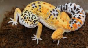 Attēlu rezultāti vaicājumam “leopard gecko”