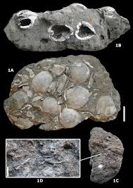 Stratigraphy and palaeontology of the lower Miocene Kiel Sand Member (Berchem Formation) in temporary exposures in Antwerp (northern Belgium) | Université de Liège