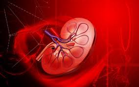 Image result for kidney