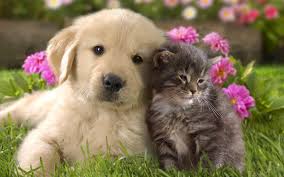 Image result for pictures of cats