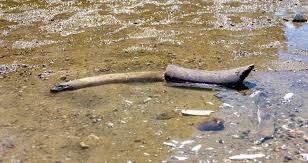 Ancient mammoth remains and a Nazi shipwreck: Europe’s shrinking rivers reveal past relics