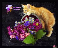 Résultat de recherche d'images pour "gif mercredi pluie"