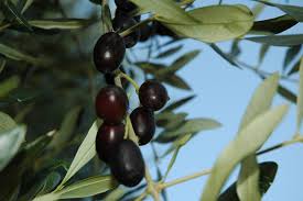 olive tree ile ilgili görsel sonucu