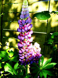 Image result for lupine