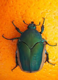 Résultat de recherche d'images pour "metallic green fig beetle"