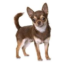 Chihuahua dog