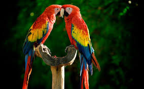 Image result for macaw parrot hd