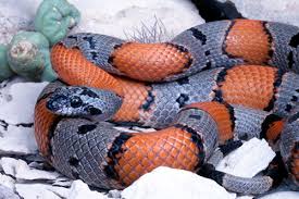 Image result for king snake