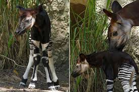'Spunky' Endangered Okapi Calf Born at the San Diego Zoo