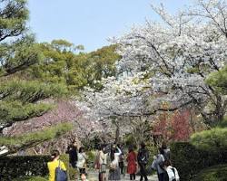 縮景園 お花見の画像