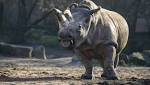 The world's last male northern white rhino is on death watch