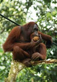Décrire un animal: L'orang outan Images?q=tbn:ANd9GcRlGqt-0dGeUfT7V0FPtLA-ndi0C4vnsMqGa9Zh6sHI8PpKRDVuYg