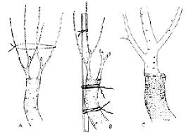 Résultat de recherche d'images pour "tree trunk repair grafts"
