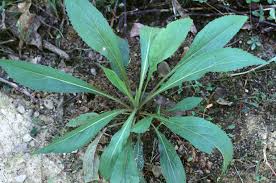 Image result for ironweed plant