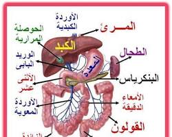 صورة الكبد (جهاز هضمي)