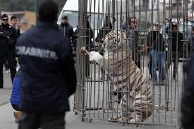 Image result for free picture of tiger that escaped in sicily