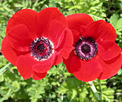 Image result for ‫شقائق النعمان بالصور‬‎