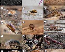 Imagen de Microbes and Invertebrates in Soil