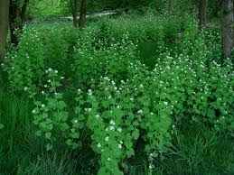 Image result for garlic mustard