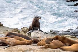 Teenager pleads guilty to attacking California sea lion in viral video