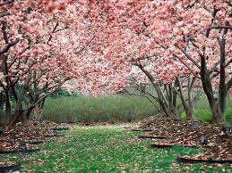 Image result for spring pink flowers