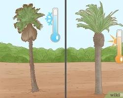 صورة planting a palm tree