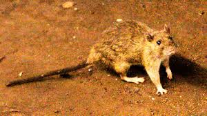 A suspected hantavirus outbreak on a cruise ship in the Atlantic Ocean kills 3 people, WHO says