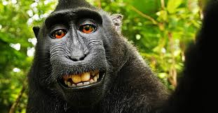 Image result for MONKEYS