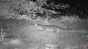 A cannibalistic Nile crocodile at Sunset Dam, Kruger ...