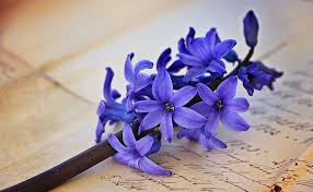 Képtalálat a következőre: „hyacinth”