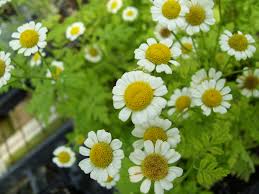 Image result for feverfew