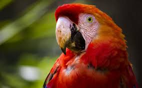 Image result for macaw parrot hd