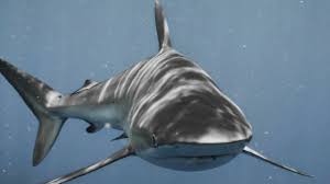Shark Week: Surviving a shark attack