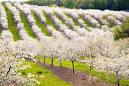 Image result for Leelanau Peninsula cherries