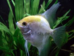 Image result for angelfish
