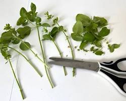 Tiges de basilic