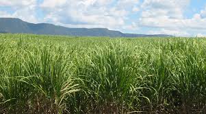 Image result for kalluru sugar factory images