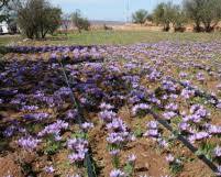 Image of زراعة الزعفران في المغرب