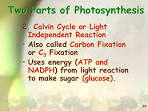 2 major parts of photosynthesis