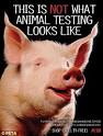 What makeup is tested on animals