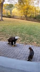 Mèo vẫn là khác tinh của muôn loài, không bao giờ khuất phục ...