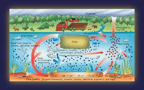 Image result for dissolved oxygen diagram