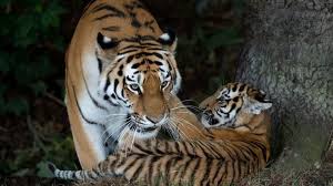 Un hombre resultó gravemente herido tras entrar en el recinto de los tigres de un parque de vida silvestre en el Reino Unido