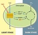 2 major parts of photosynthesis <?=substr(md5('https://encrypted-tbn1.gstatic.com/images?q=tbn:ANd9GcRmrem5I-6b8nlNOZt9BA1udjhg0JCA06uppIZO387O2vg7wqff-RZOpMo'), 0, 7); ?>