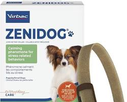 dog wearing a calming collarの画像